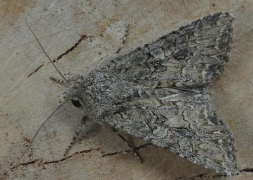 Réf. 265 613 : Anarta trifolii